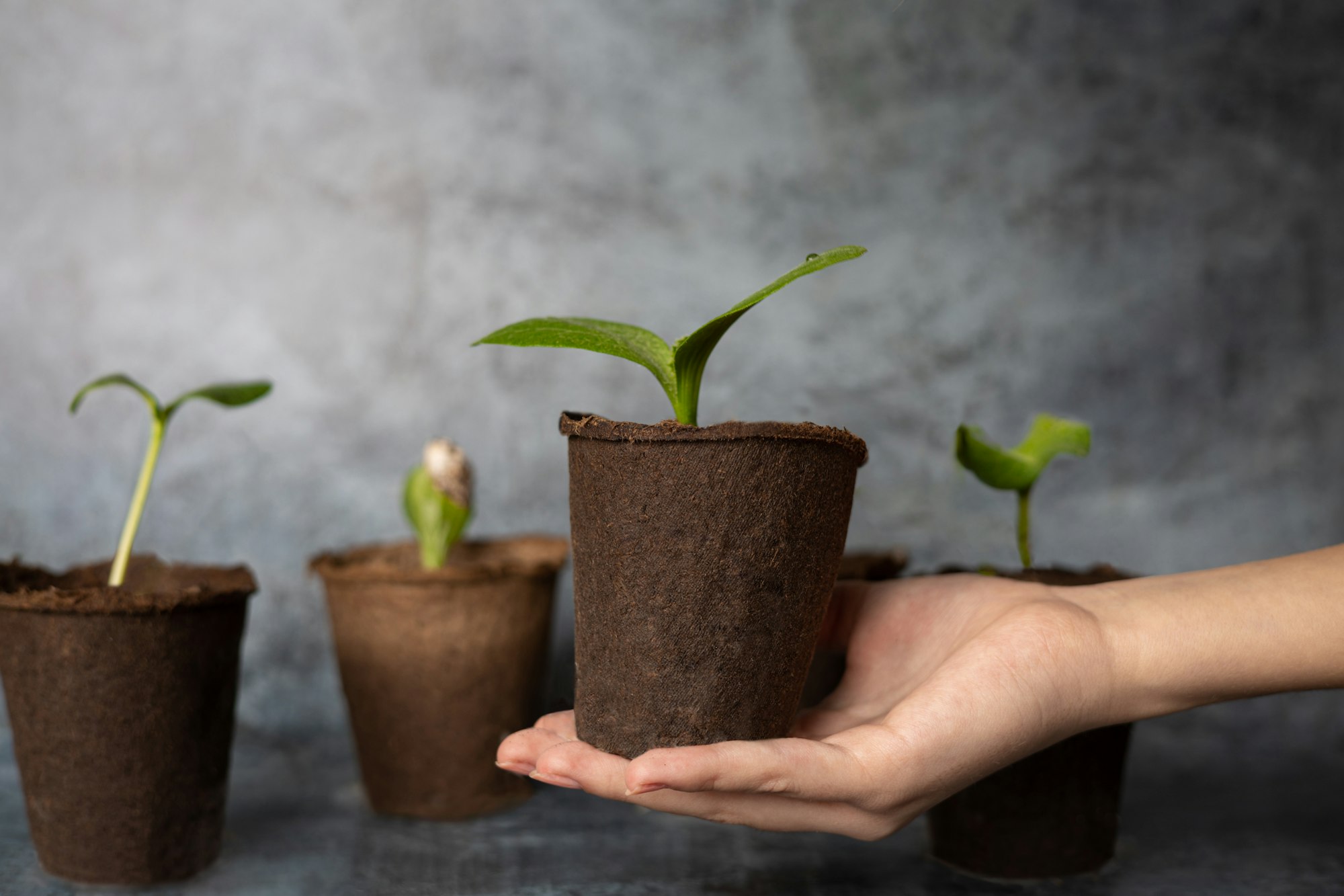 Young hand keeps peat pot with green sprout of plant. Ecological problems. Enviroment protection